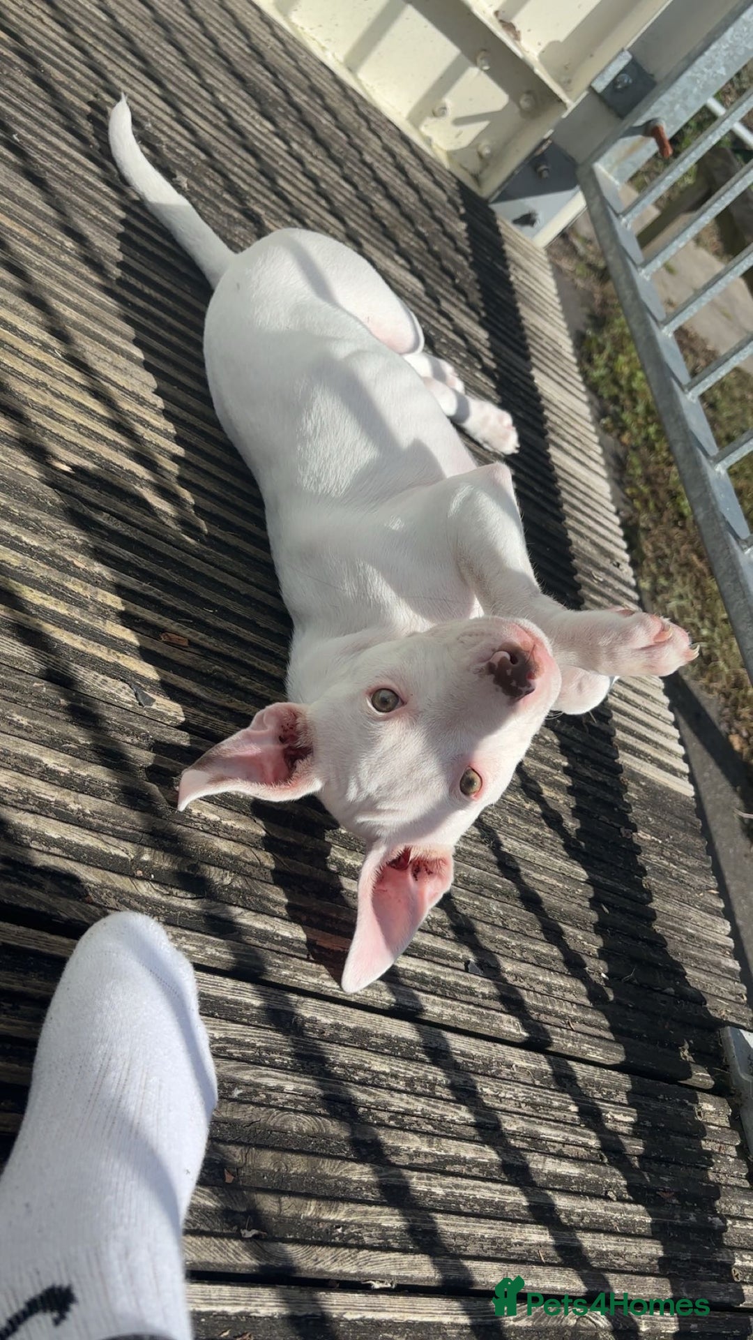 Mixed Breed dogs for sale: Lottie - Image 1