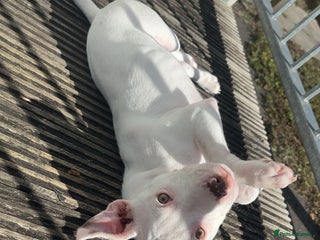 Mixed Breed dogs - Advert 1