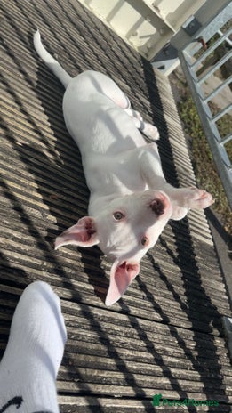 Mixed Breed dogs - Advert 1