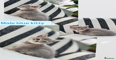 British Shorthair cats - Advert 9