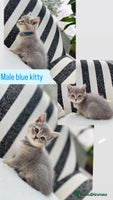 British Shorthair cats - Advert 11