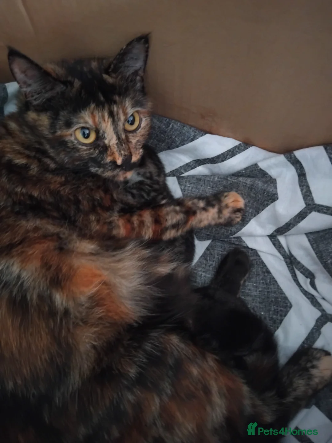 Mixed Breed cats for sale: 2 ginger kittens - Advert 2