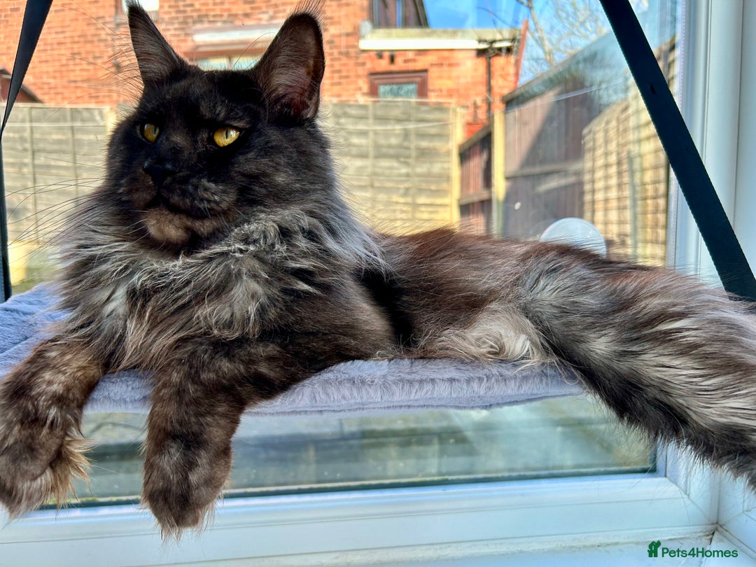 Maine Coon cats for stud: Proven GCCF & TICA Black Smoke stud in Bolton - Image 6