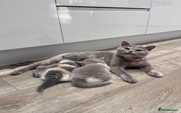 British Shorthair cats for sale: British Shorthair Kittens - Image 7