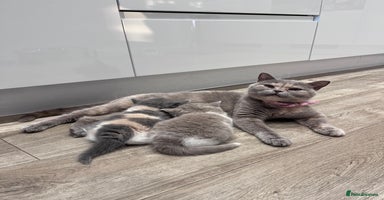 British Shorthair cats - Advert 15