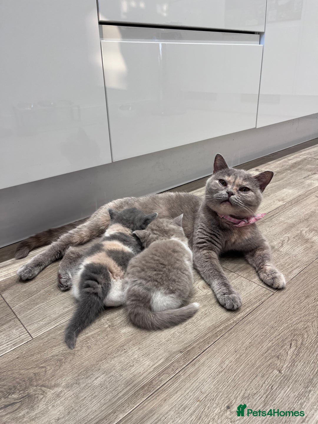 British Shorthair cats for sale: British Shorthair Kittens - Image 7