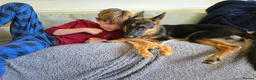 German Shepherd dogs for sale: Beautiful, Clever, German Shepherd  - Advert 8