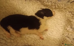 Border Collie dogs for sale: Border Collies for sale - Image 4