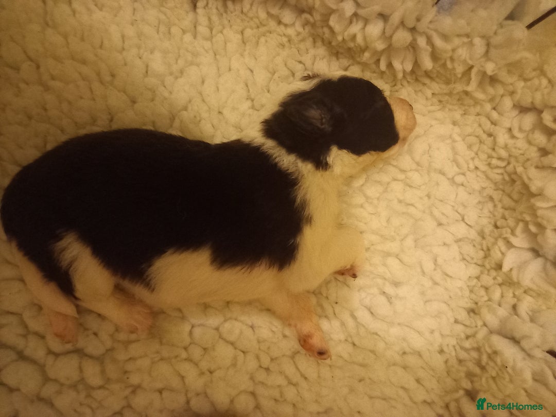 Border Collie dogs for sale: Border Collies for sale - Image 4