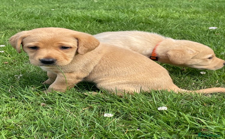 Labrador Retriever dogs - Advert 14