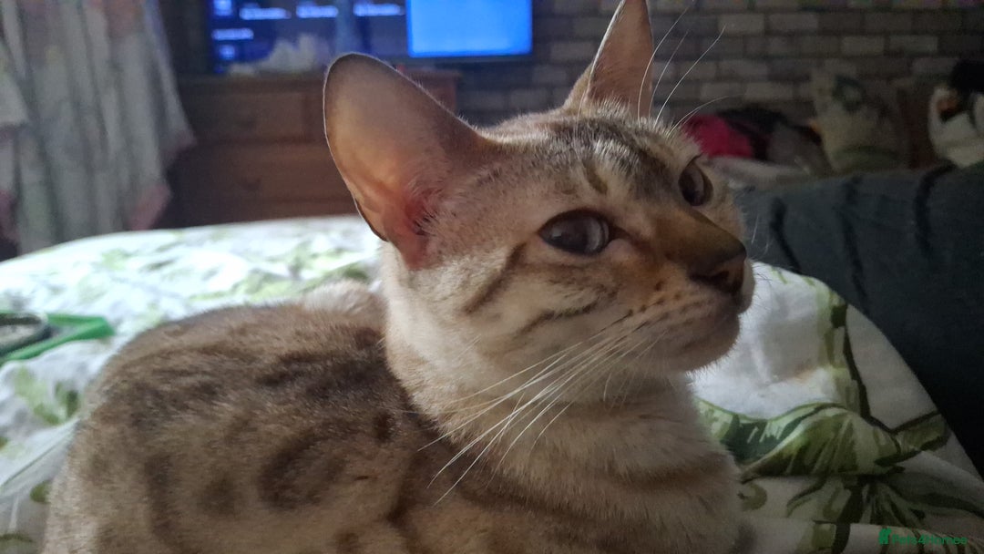 Bengal cats for sale: Diva  - Image 2