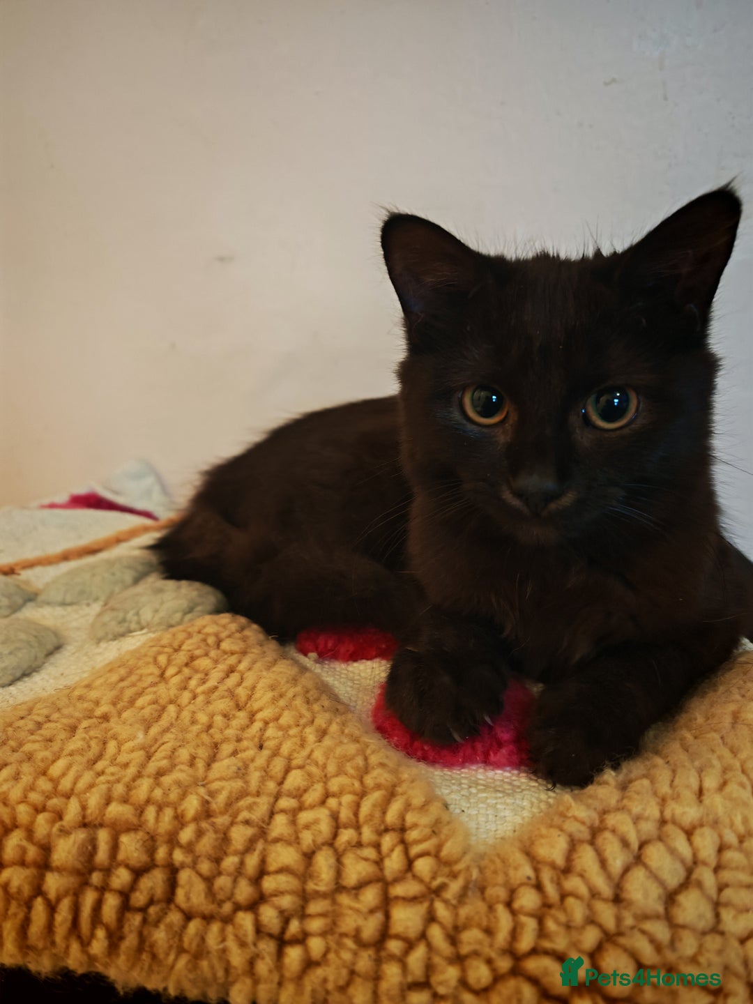 Mixed Breed cats for sale: Two gorgeous kittens  - Advert 4