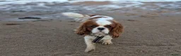 Cavalier King Charles Spaniel dogs for stud: Teddy  - Advert 5