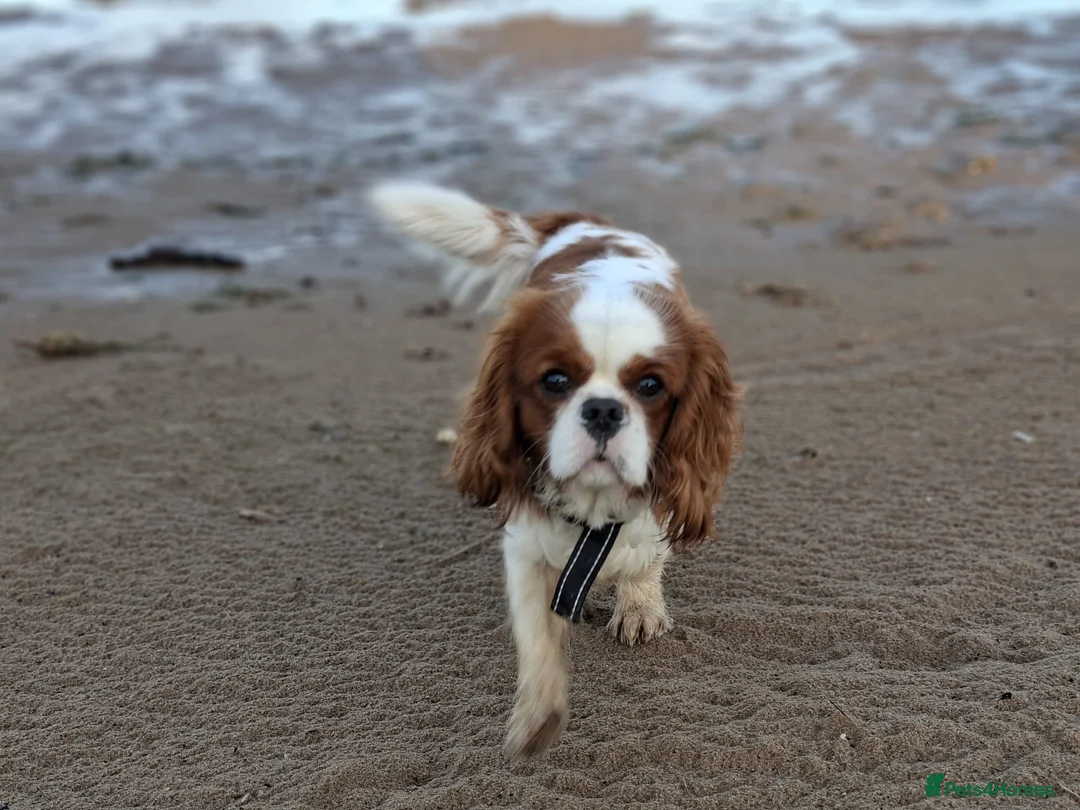 Cavalier King Charles Spaniel dogs for stud: Teddy  - Advert 5