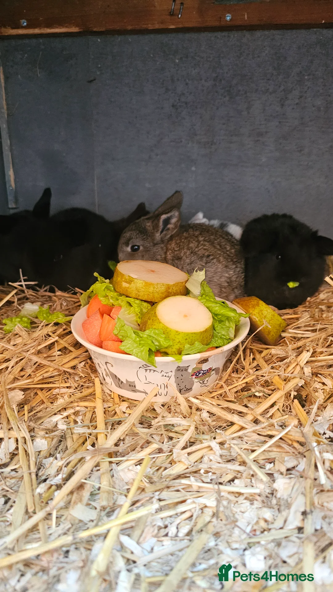 Mixed Breed rabbits for sale: baby rabbits in Stoke-on-Trent - Advert 1