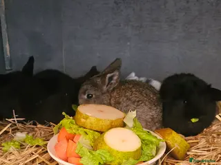Mixed Breed rabbits baby rabbits in Stoke-on-Trent - Advert 1