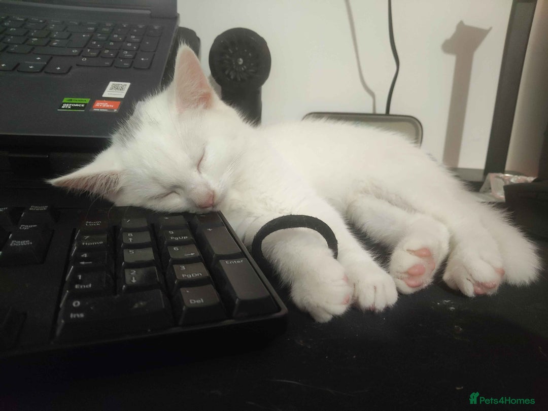 Khao Manee cats for sale: Charming White Fluffy Kittens - Image 9