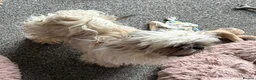 Shih Tzu dogs for sale: Imperial ShihTzu puppy - Advert 4