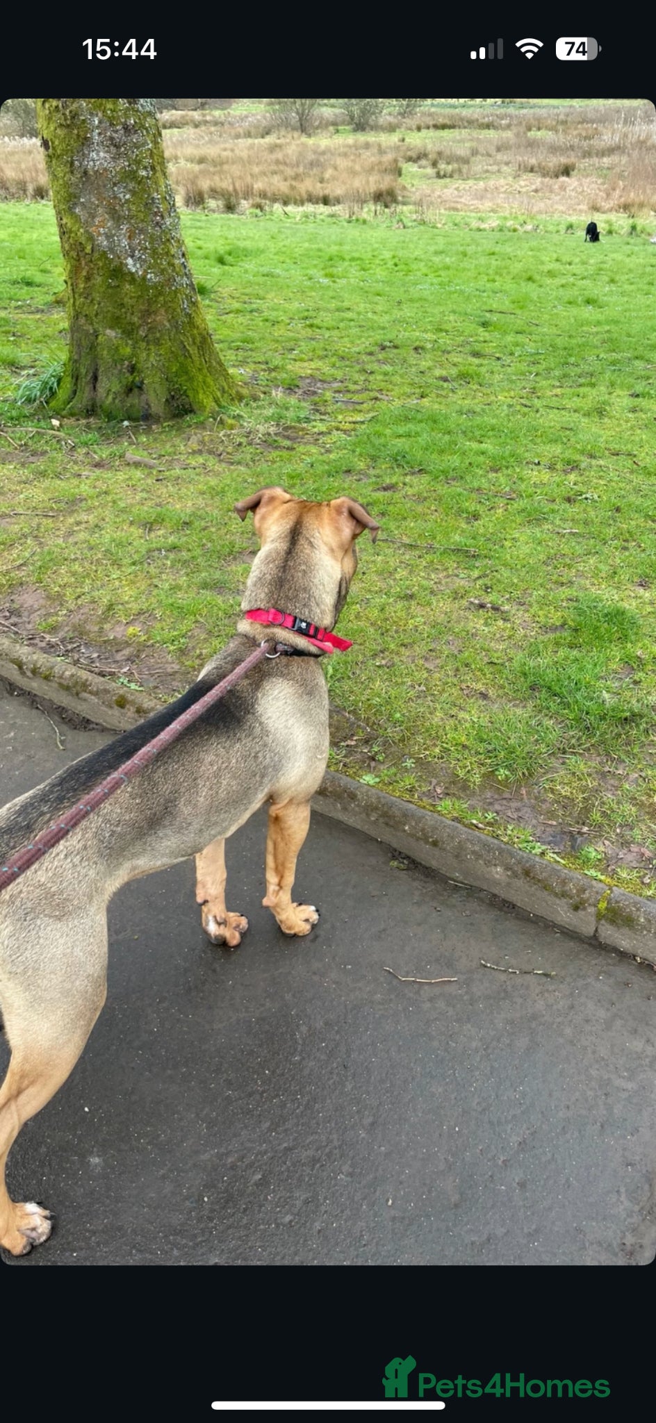 Mixed Breed dogs King  - Advert 12