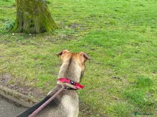 Mixed Breed dogs King - Advert 1