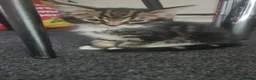 Mixed Breed cats for sale: Kittens  - Advert 12