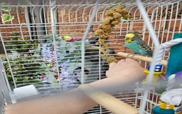Budgerigars birds for sale: 2x male budgies - Image 4