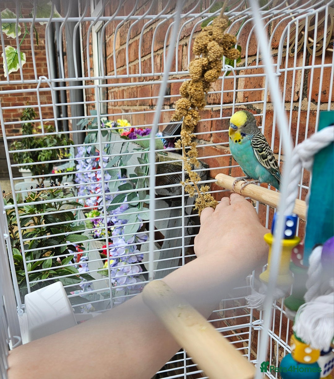 Budgerigars birds for sale: 2x male budgies - Image 4