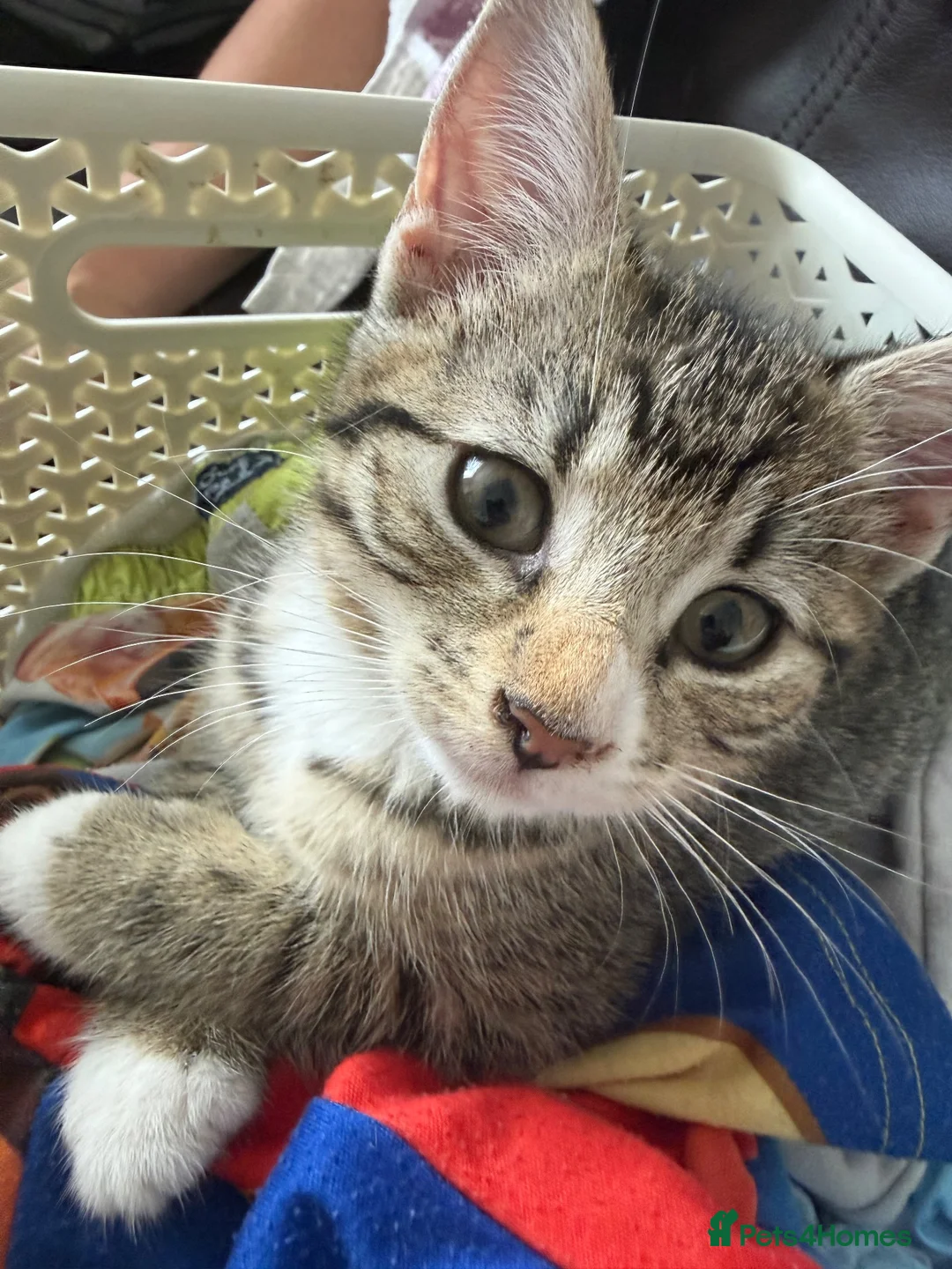 Domestic Shorthair cats for sale: 3mo Kittens: Vet Checked & Litter Trained - Advert 16