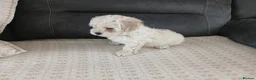 Maltipoo dogs for sale: Maltipoo puppies - Advert 23