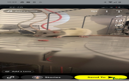 Rat rodents for sale: Rats & Rat Cage - Image 2