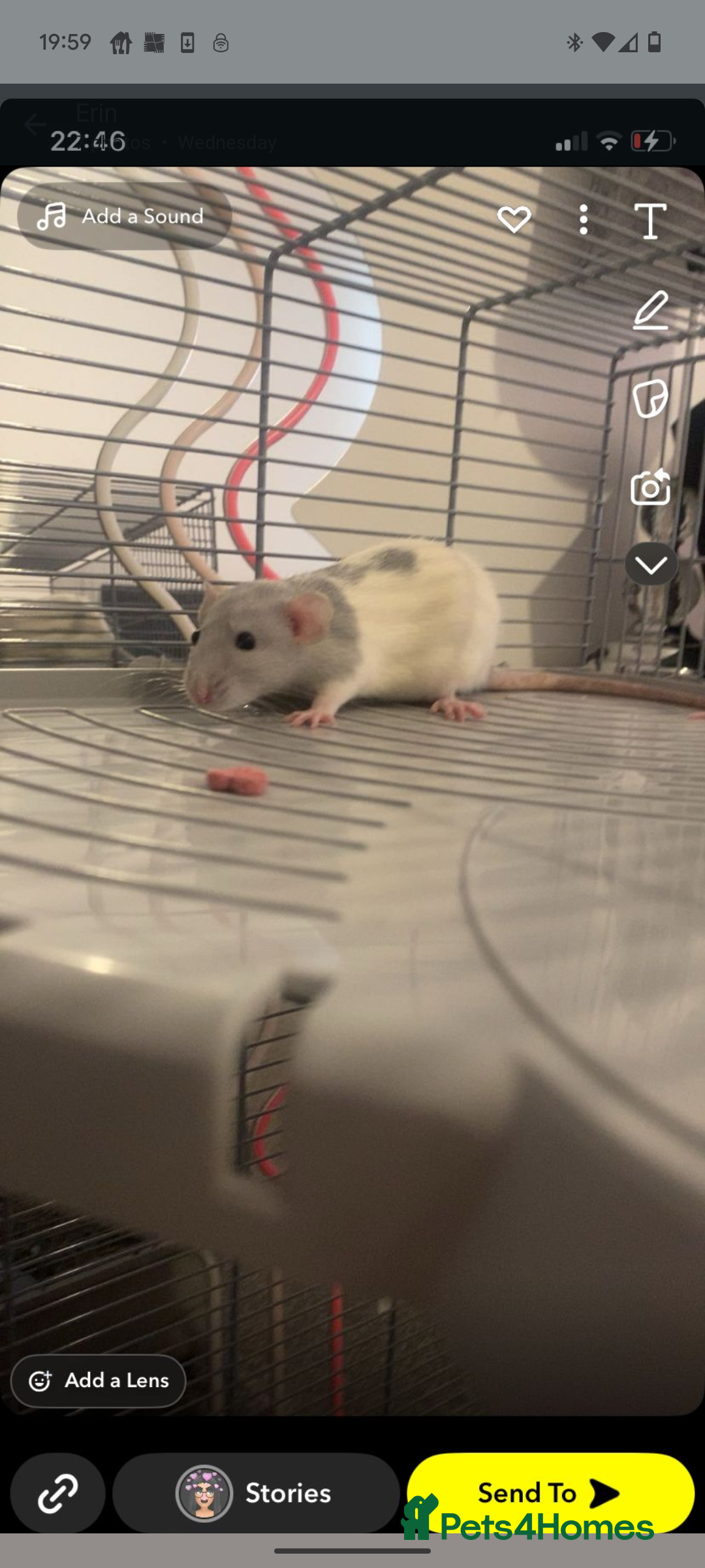 Rat rodents for sale: Rats & Rat Cage - Image 2