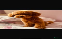 Cavapoo dogs for sale: Extensively health tested toy cavapoo puppies - Image 8
