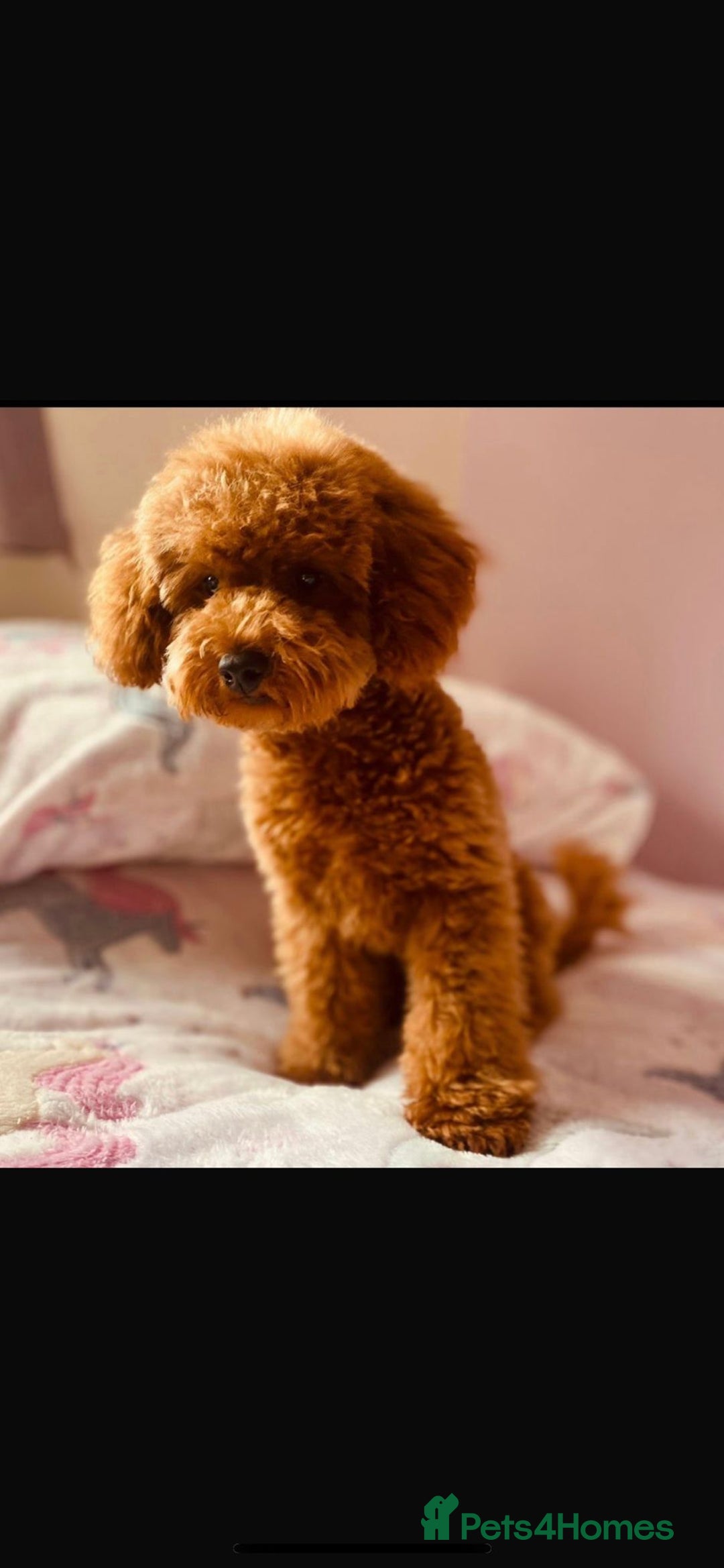 Cavapoo dogs for sale: Extensively health tested toy cavapoo puppies - Image 8