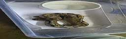 Python Snake reptiles for sale: Various ball pythons  - Advert 11