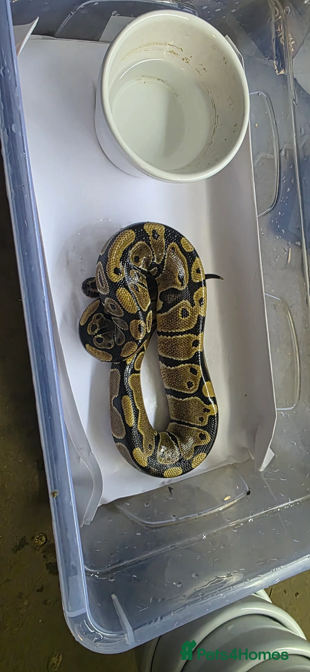 Python Snake reptiles for sale: Various ball pythons  - Advert 11