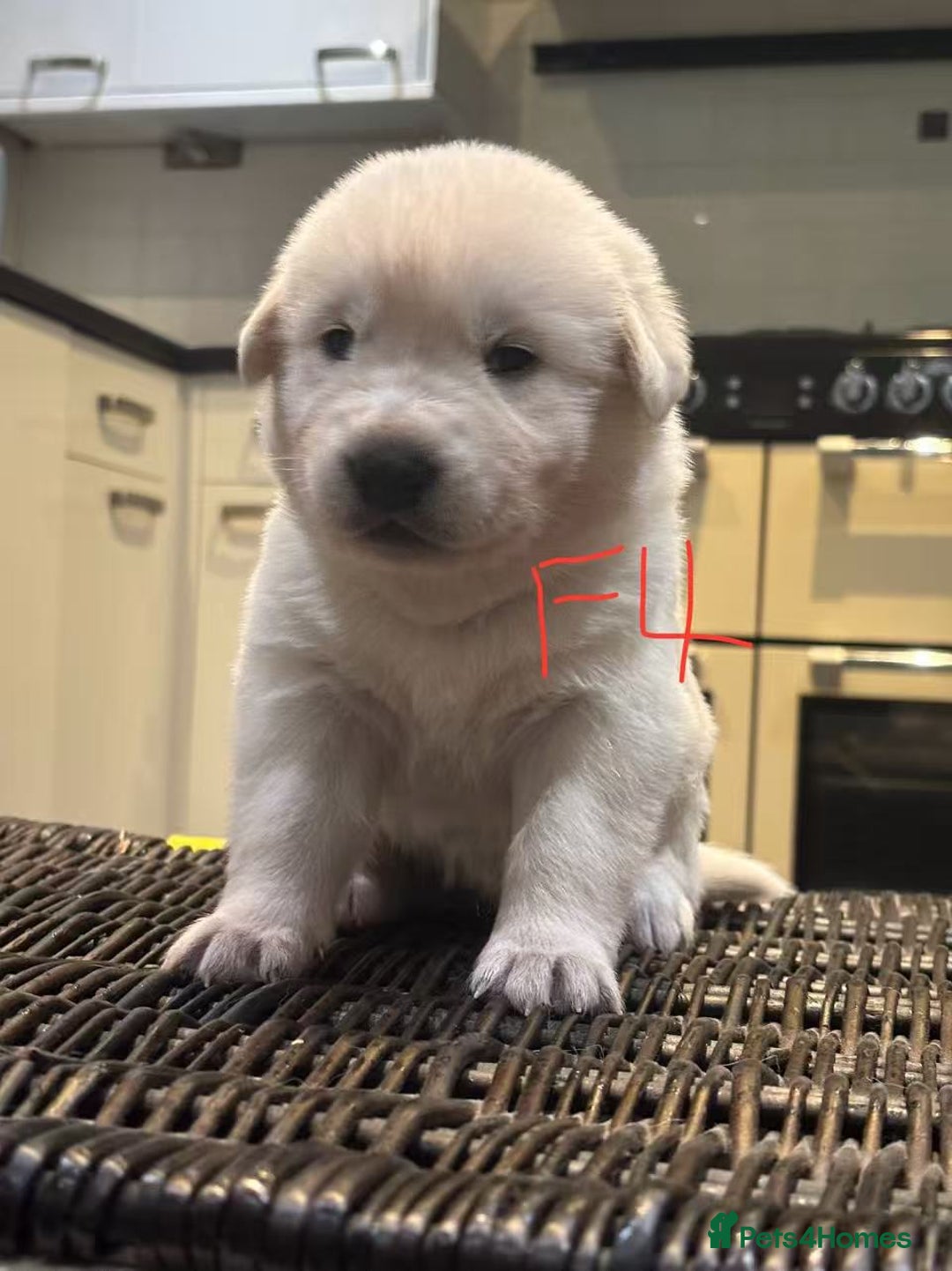 Mixed Breed dogs for sale: puppies for sale - Advert 13