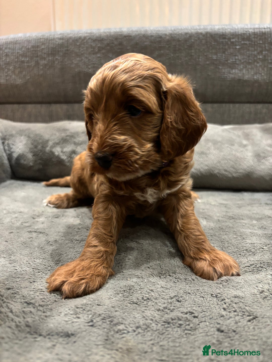 Cockapoo dogs for sale: Red cockapoos *DNA CLEAR* - Advert 15