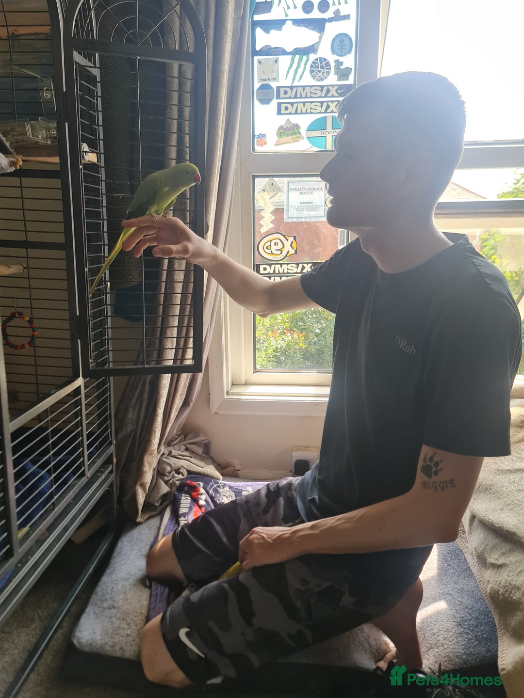 Ringnecks birds for sale: Male indian ringneck parrot - Image 4