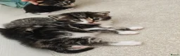 Mixed Breed cats for sale: Beautiful tabby and white kittens - Advert 10