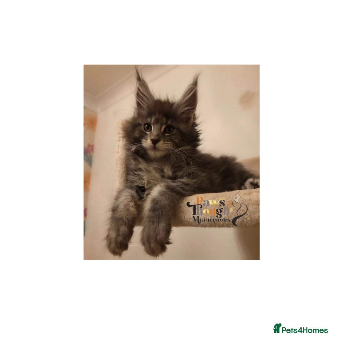 Maine Coon cats Outstanding Quality TICA reg Kittens - Advert 2