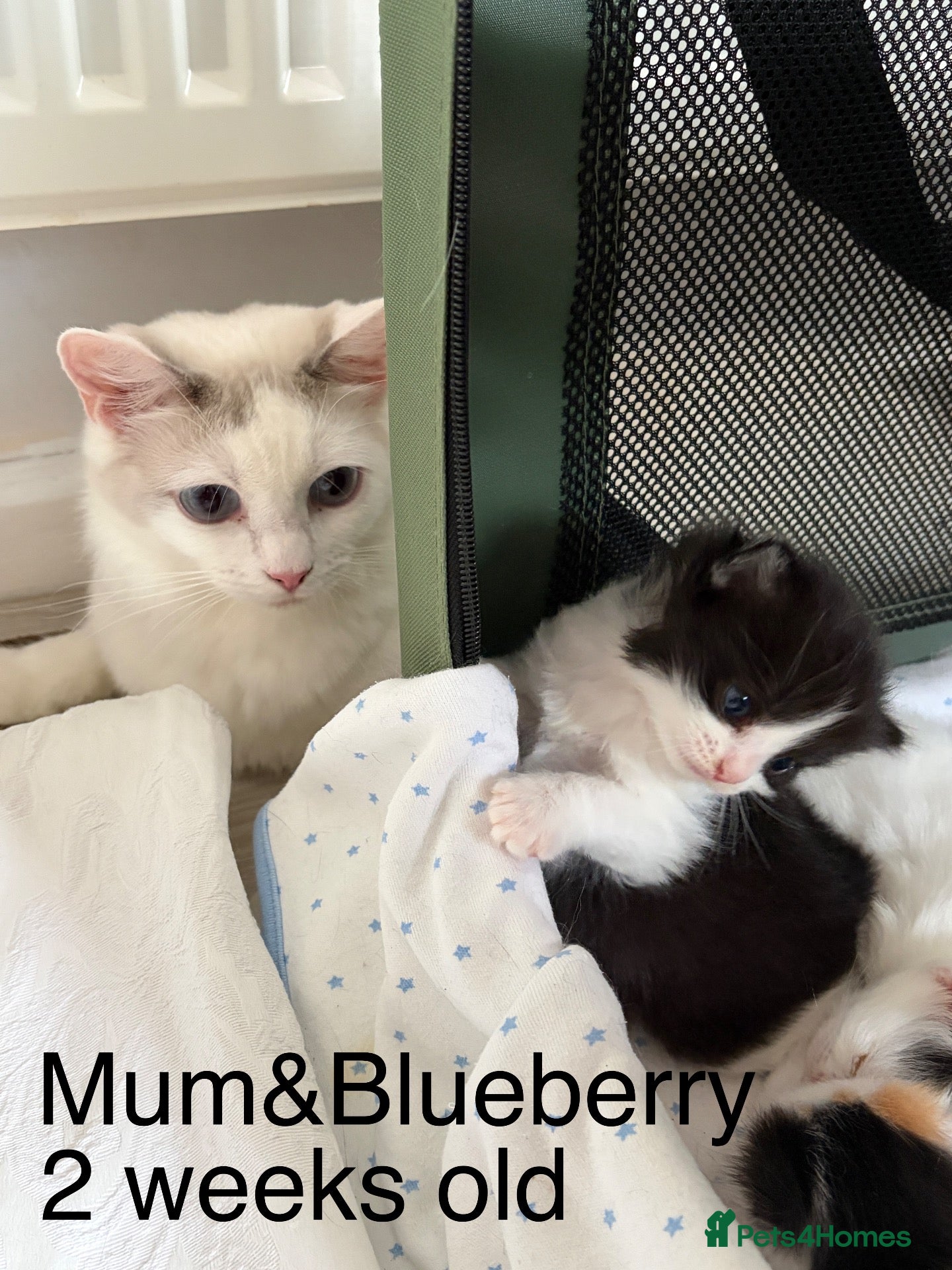 Mixed Breed cats Bobtail Ragdoll kittens - Advert 1