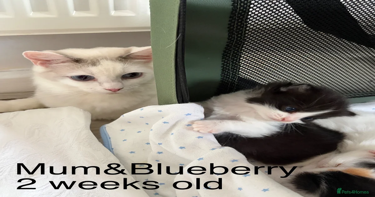 Female ginger Kittens for sale | Pets4Homes