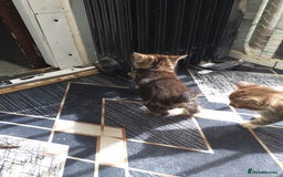 Mixed Breed cats for sale: Kittens  - Image 4