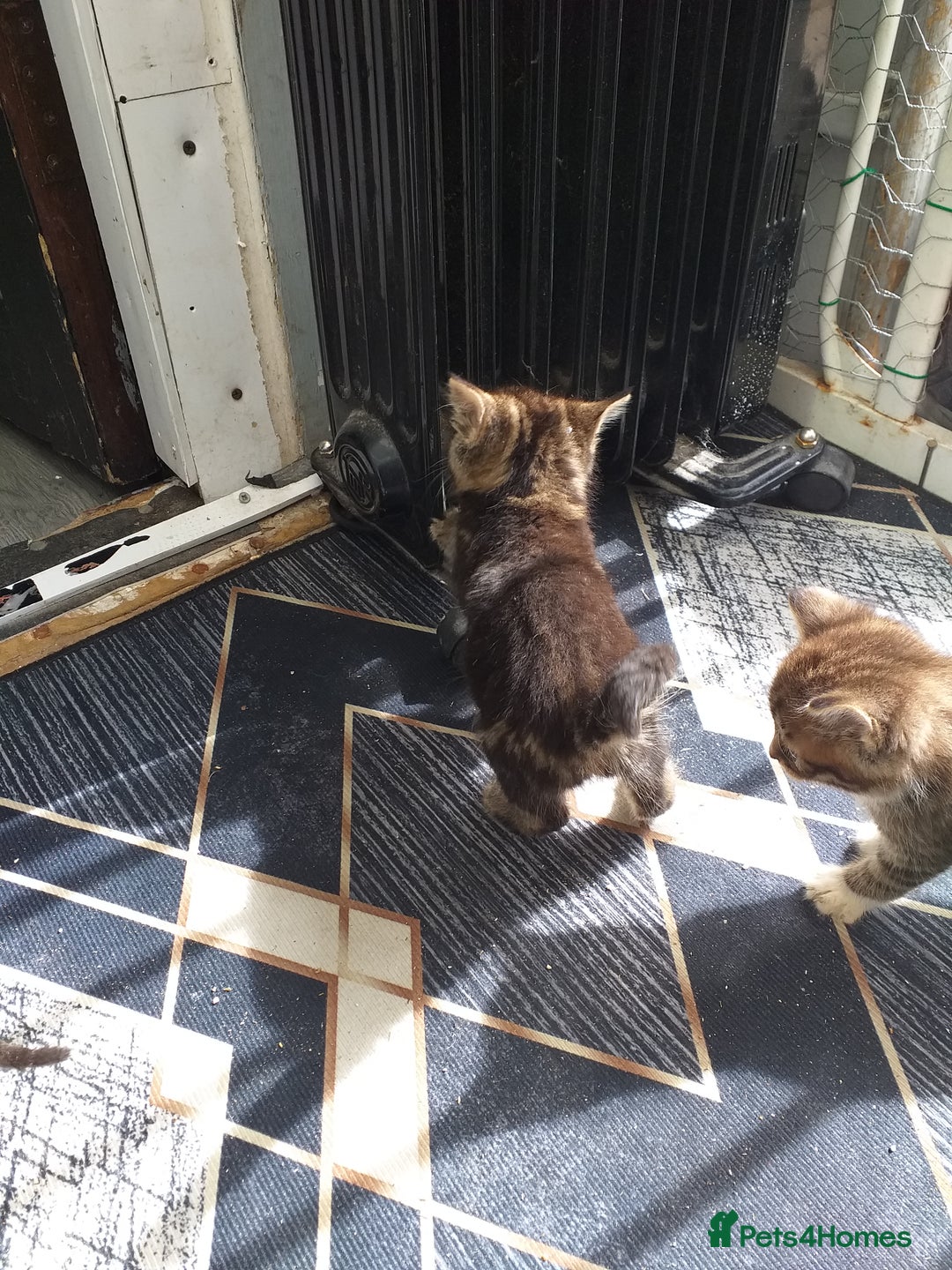 Mixed Breed cats for sale: Kittens  - Image 4