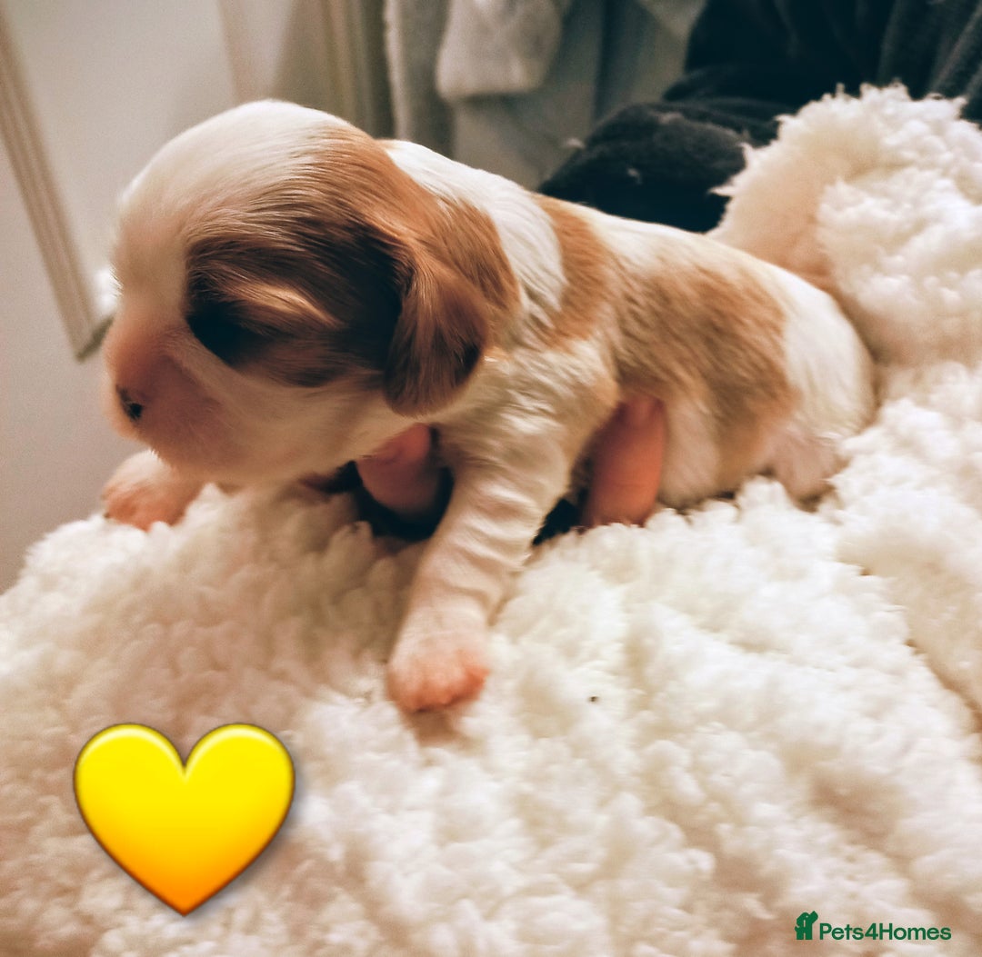 Cavalier King Charles Spaniel dogs for sale: STUNNING CAVALIER KING CHARLES SPANIEL PUPPIES *** - Advert 7
