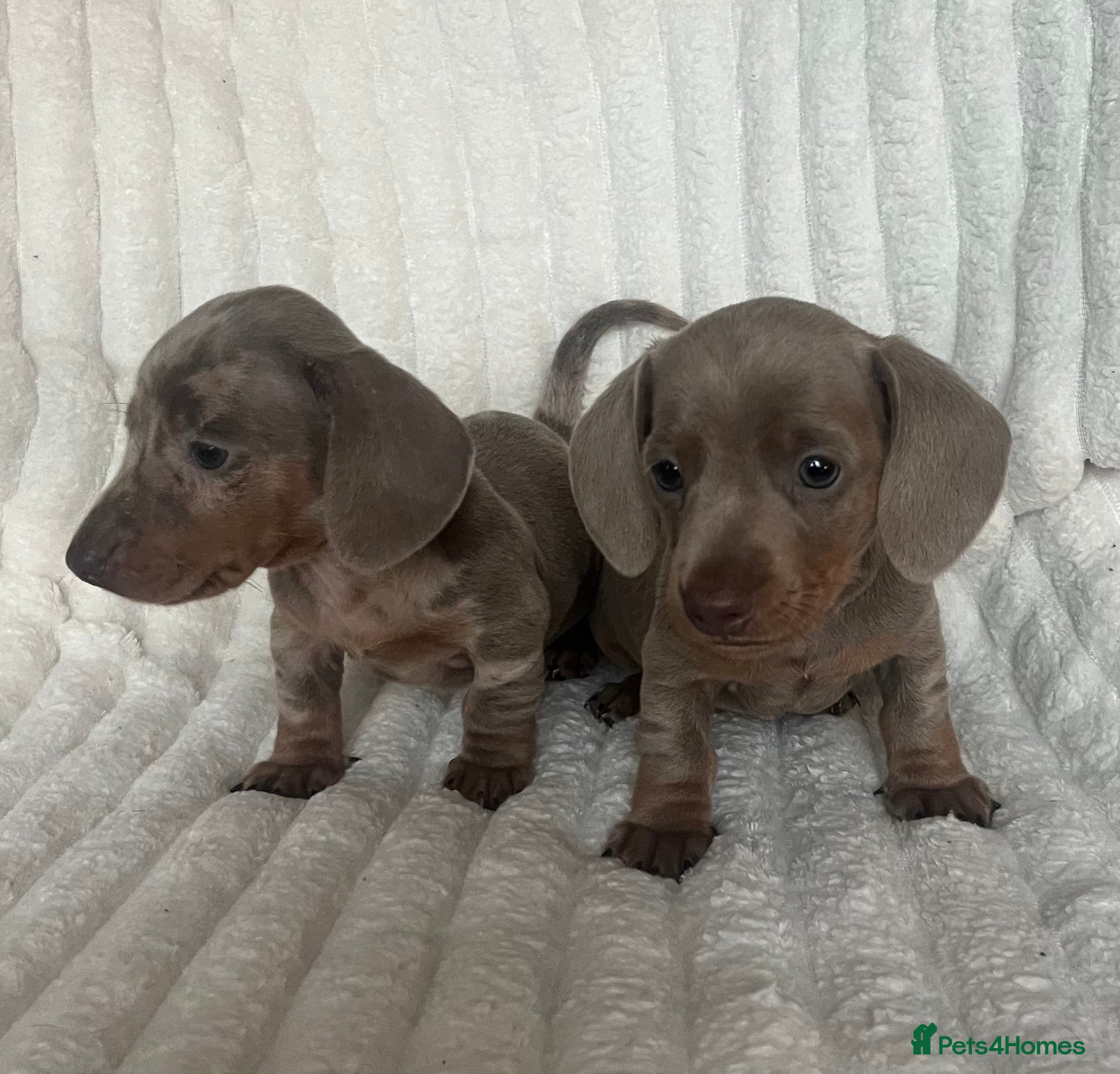 Miniature Dachshund dogs Stunning Isabella mini dachshund puppies - Advert 4