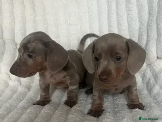 Miniature Dachshund dogs Stunning Isabella mini dachshund puppies - Advert 3