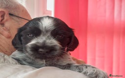 Cocker Spaniel dogs for sale: Kc Reg show type cocker spaniel puppies  - Image 33