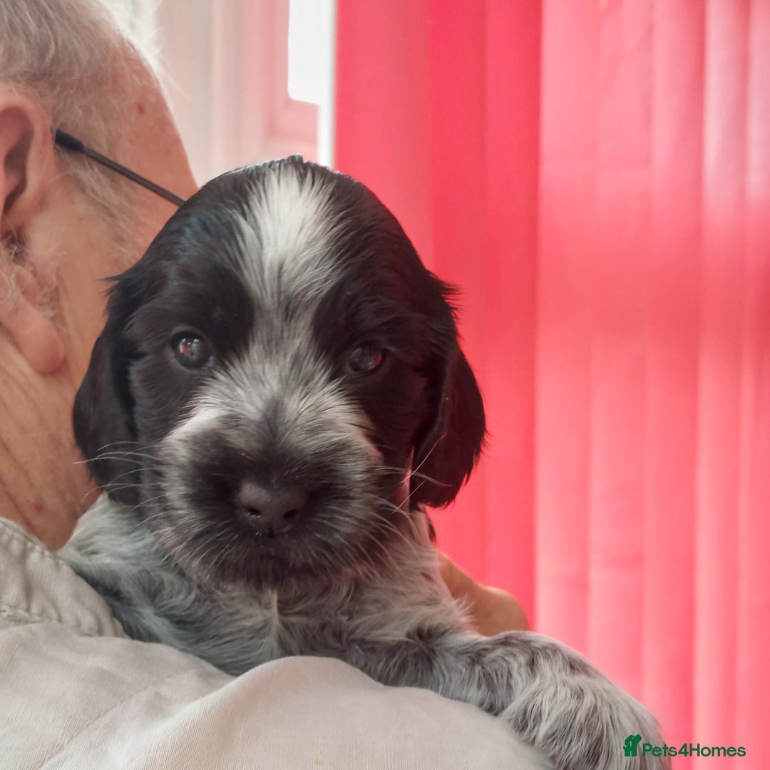 Cocker Spaniel dogs for sale: Kc Reg show type cocker spaniel puppies  - Image 33