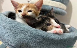 Mixed Breed cats for sale: 1 boy 2 girl kittens - Image 2